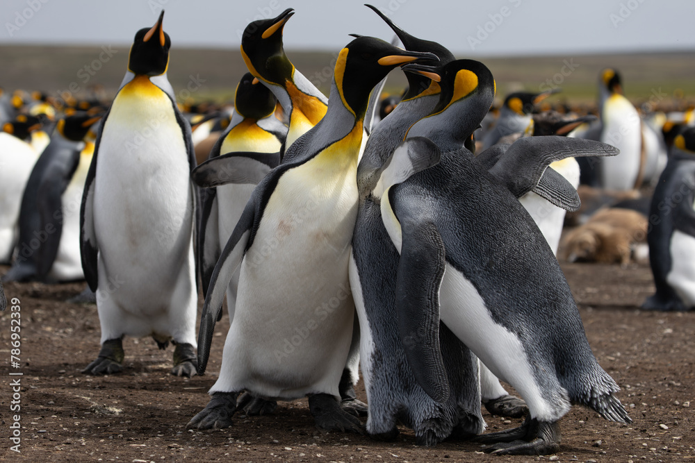 Obraz premium King Penguins (Aptenodytes patagonicus) in a colony.