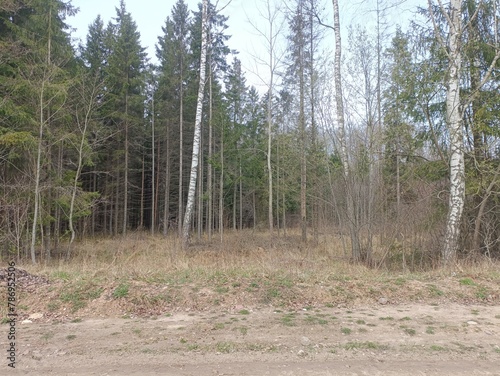 Road in forest in Siauliai county during cloudy early spring day. Oak and birch tree woodland. Cloudy day with white clouds in blue sky. Bushes are growing in woods. Sandy road. Nature. Miskas.	