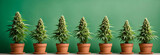 Seven potted cannabis plants standing against green background, side view, copy space, banner, space for text, backdrop, wallpaper