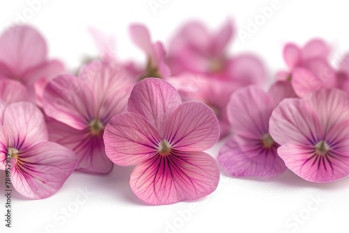 A close up of a bunch of pink flowers  suitable for various floral themes