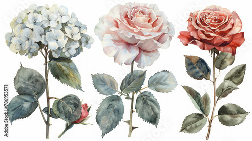 Set di elementi acquerello di rose e ortensie collezione fiori da giardino; foglie;  Disegno floreale di matrimonio su sfondo bianco scontornabile photo