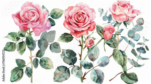 Set elementi acquerello di rose rosa; collezione fiori da giardino; foglie; rami. Botanica; illustrazione, eucalipto; design floreale di nozze photo