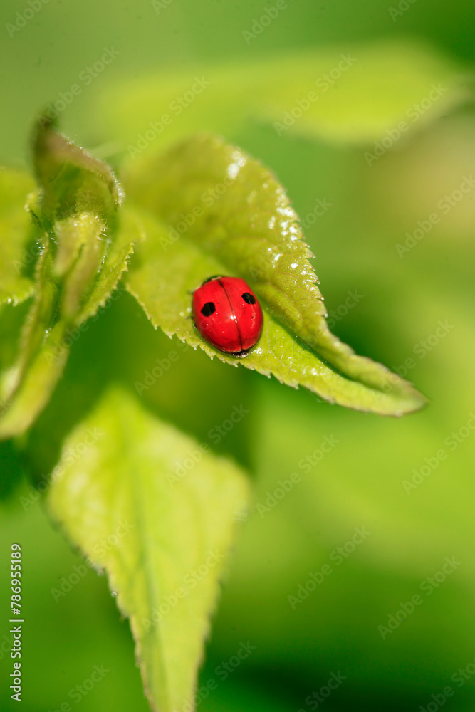 Red ladybug sitting on green leaf Red ladybug sitting on green leaf