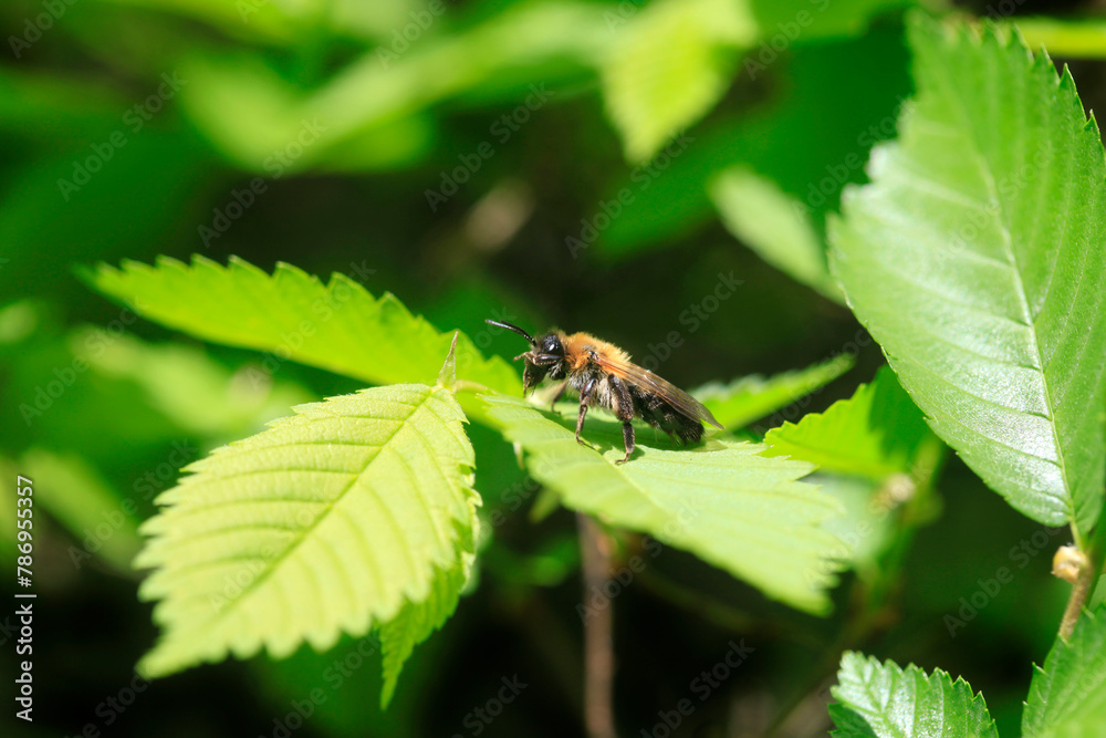 Tiny insect on nature background Tiny insect on nature background