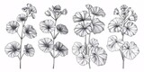 A collection of hand-drawn black and white illustrations featuring the Centella asiatica plant, perfect for use in labels, menus, and packaging.
