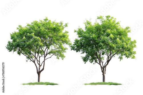 Green Trees isolated on white background.are Forest and foliage in summer for both printing and web pages with cut path and alpha channel . photo on white isolated background