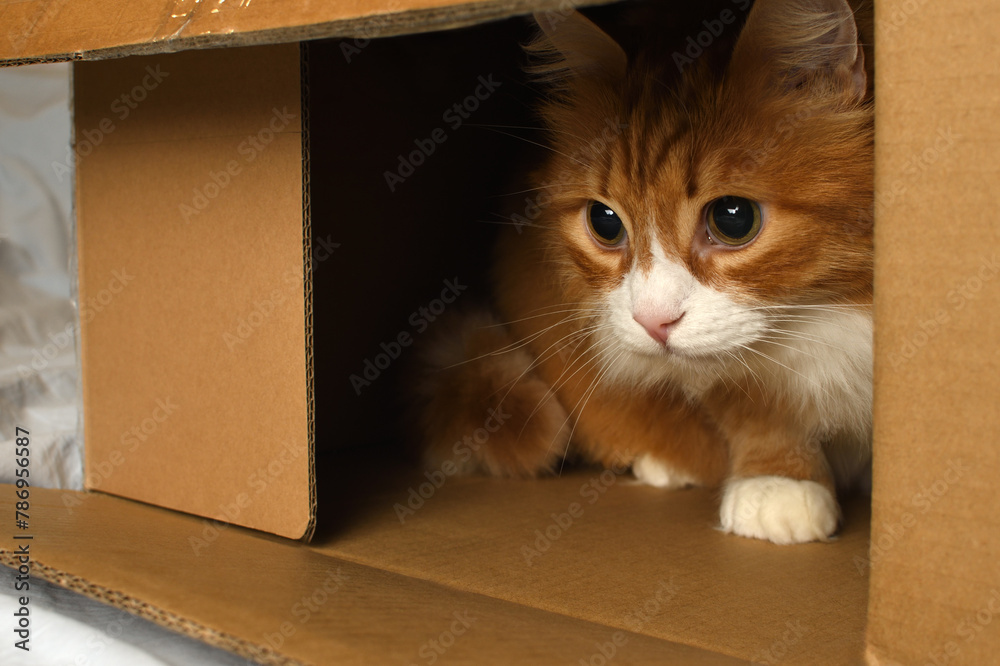 Red cat hides, plays in a cardboard box, domestic cat in a cardboard box. The cat looks out of ambush with curiosity. Close-up