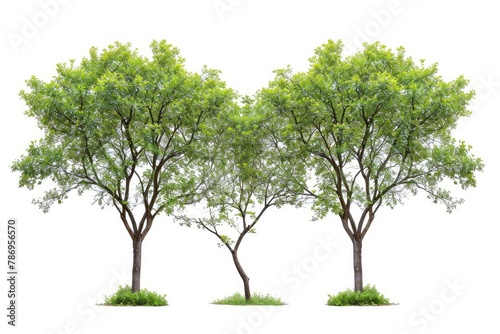 Green Trees isolated on white background.are Forest and foliage in summer for both printing and web pages with cut path and alpha channel . photo on white isolated background