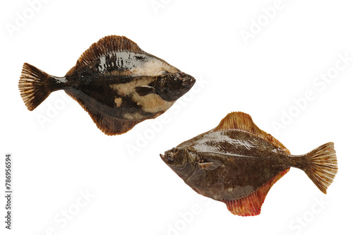 right-handed and left-handed flounder isolated on white background