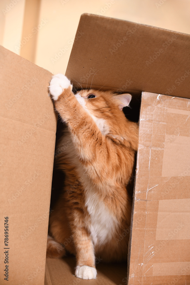 Fototapeta premium Red cat plays in a cardboard box
