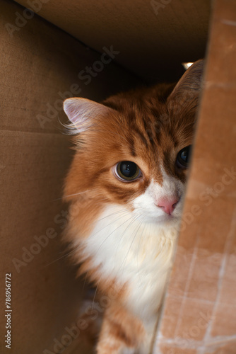 A red cat hidden in a cardboard box carefully and warily watches the target from a hiding place.