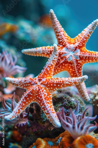 Close up of a starfish on a colorful coral reef  perfect for marine life concepts
