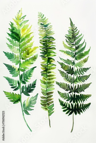 A set of watercolor illustrations featuring various green fern leaves. The botanical details and vibrant colors showcase the beauty and diversity of nature  perfect for artistic projects.