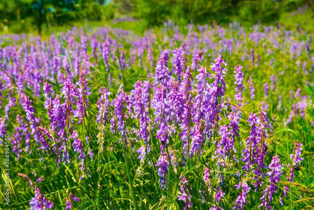 green summer prairie with wild flowers