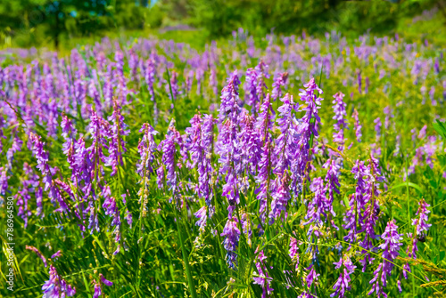 green summer prairie with wild flowers © Yuriy Kulik