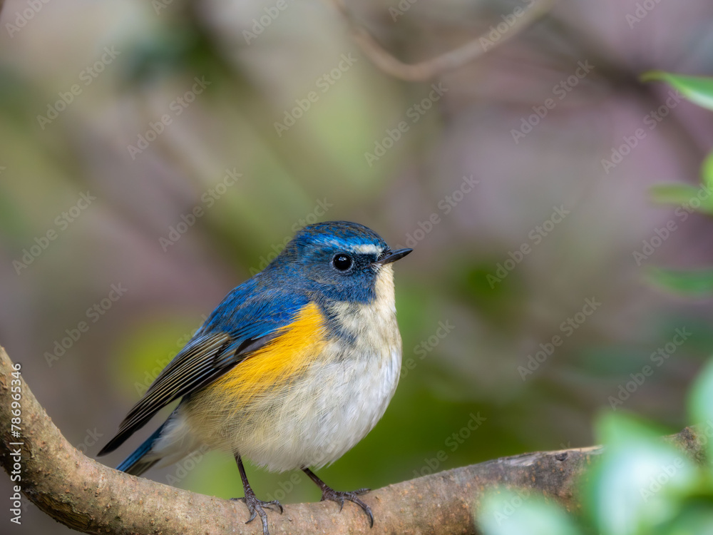 Fototapeta premium 森の中で枝に留まっているルリビタキの雄