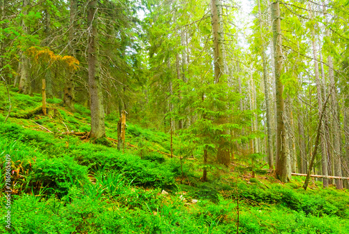 green fir forest on mount slope in sunlight