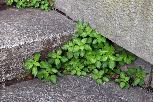The spreading pellitory (Parietaria judaica) is a ruderal plant