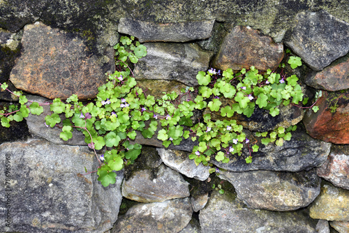 The ivy-leaved toadflax (Cymbalaria muralis) in flower photo