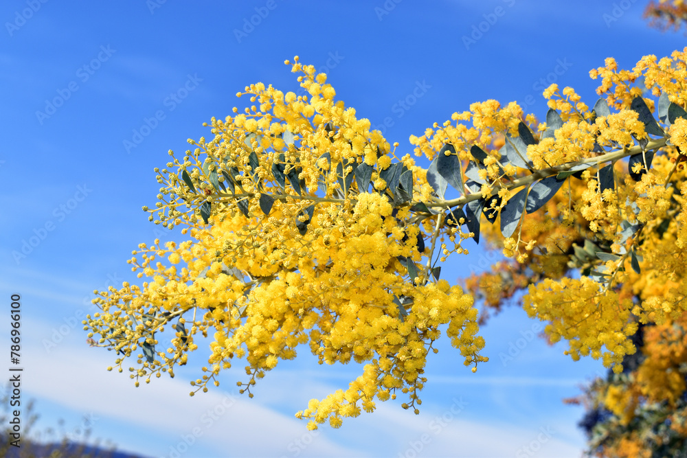 Flowers of the knife-leaf wattle (Acacia cultriformis) Flowers of the knife-leaf wattle (Acacia cultriformis)