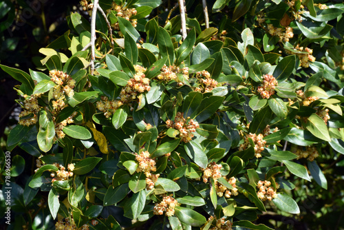 Laurel leaves and flowers (Laurus nobilis)