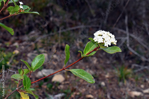 The laurustinus shrub (Viburnum tinus) in flower photo