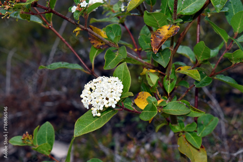 The laurustinus shrub (Viburnum tinus) in flower
