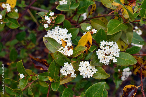 The laurustinus shrub (Viburnum tinus) in flower photo