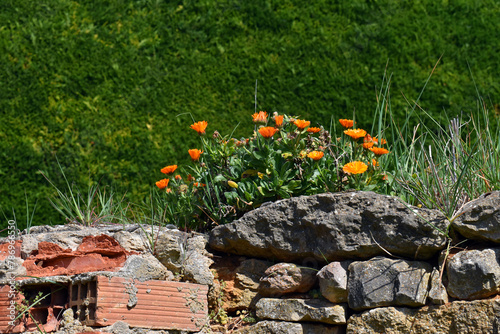 Marigold ruderal plant (Calendula arvensis) with flowers on a wall