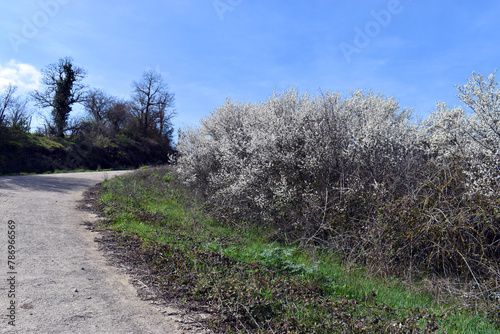 Live hedge formed by flowering blackthorns (Prunus spinosa)
