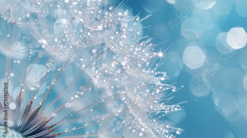 Detailed image of a dandelion covered in water droplets, perfect for nature backgrounds © Fotograf