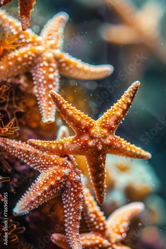 Two starfish on a plant  suitable for marine life concepts