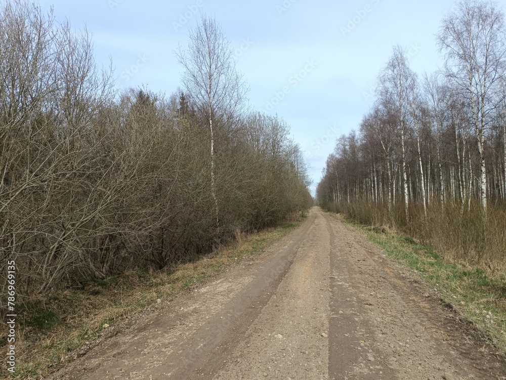 Road in forest in Siauliai county during cloudy early spring day. Oak and birch tree woodland. Cloudy day with white clouds in blue sky. Bushes are growing in woods. Sandy road. Nature. Miskas.	