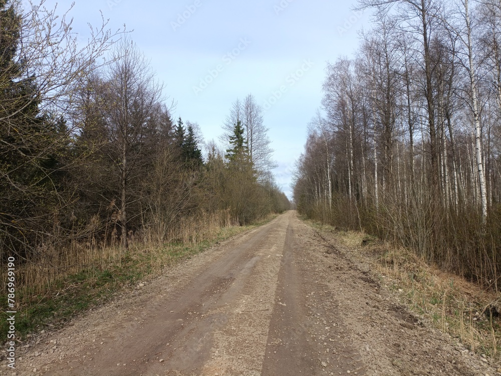 Road in forest in Siauliai county during cloudy early spring day. Oak and birch tree woodland. Cloudy day with white clouds in blue sky. Bushes are growing in woods. Sandy road. Nature. Miskas.	