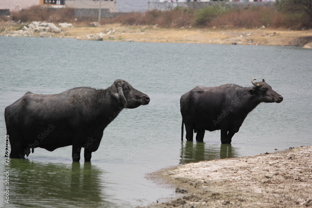 close up shot of buffalo italian buffalo and indian buffalo at water lake close up shot of buffalo italian buffalo and indian buffalo at water lake