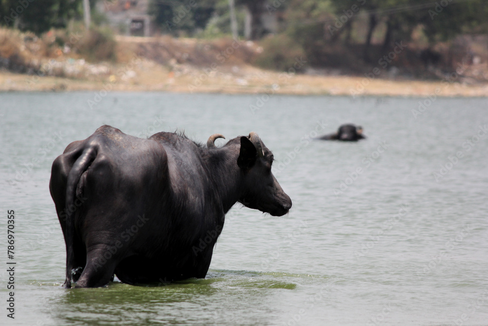 close up shot of buffalo italian buffalo and indian buffalo at water lake close up shot of buffalo italian buffalo and indian buffalo at water lake