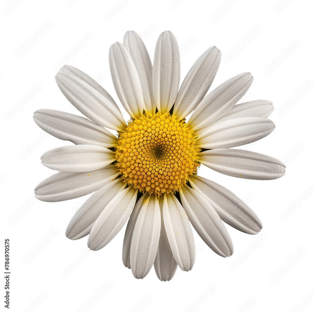 Set of Common daisy blossom isolated on transparent background