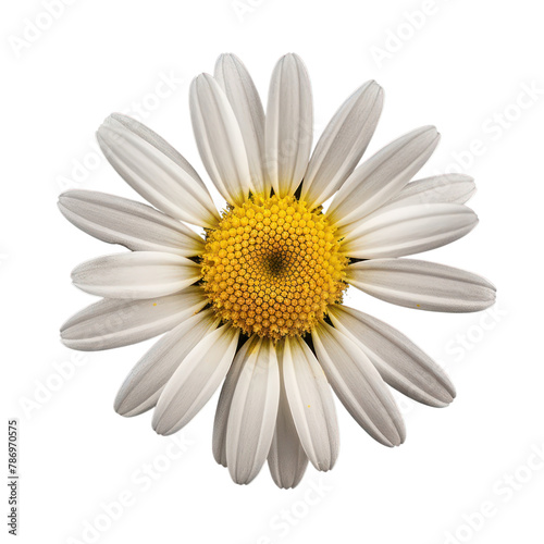 Set of Common daisy blossom isolated on transparent background © Jo