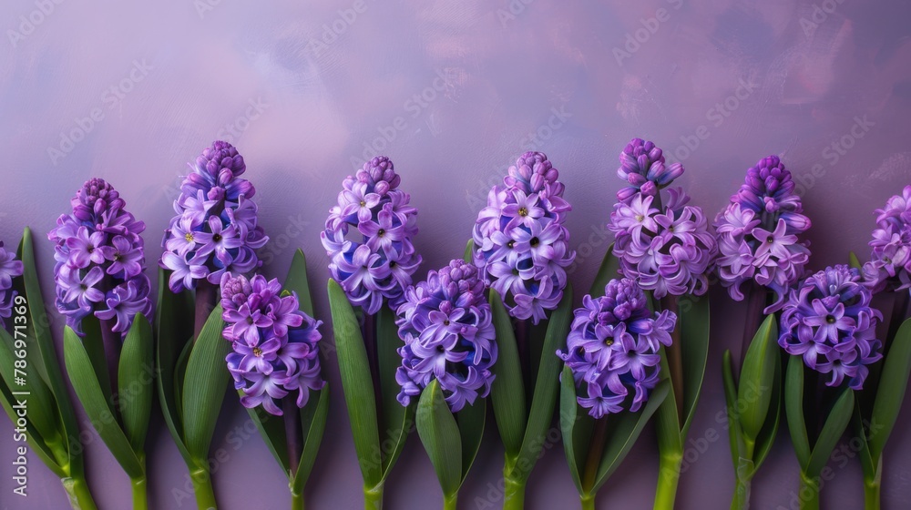 Fototapeta premium A line of soft violet hyacinths gracefully draped along the lower border of a pastel violet background, providing a harmonious color blend and generous negative space.