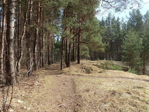 Salduve park during cloudy early spring day. Pine and birch tree woodland. Small trees and bushes are growing in forest. Cloudy day. Nature. Salduves parkas. photo