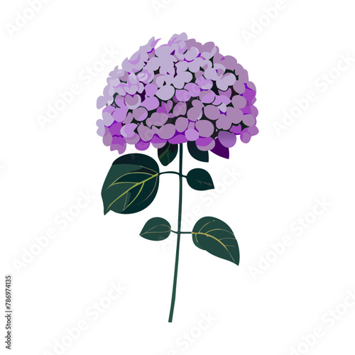 紫陽花のベクターイラスト、紫