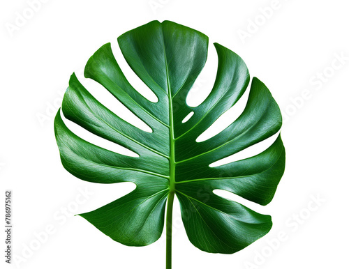 Monstera, philadendron leaf isolated on transparent background. PNG file with transparency. Tropical plants. Generative Ai  photo