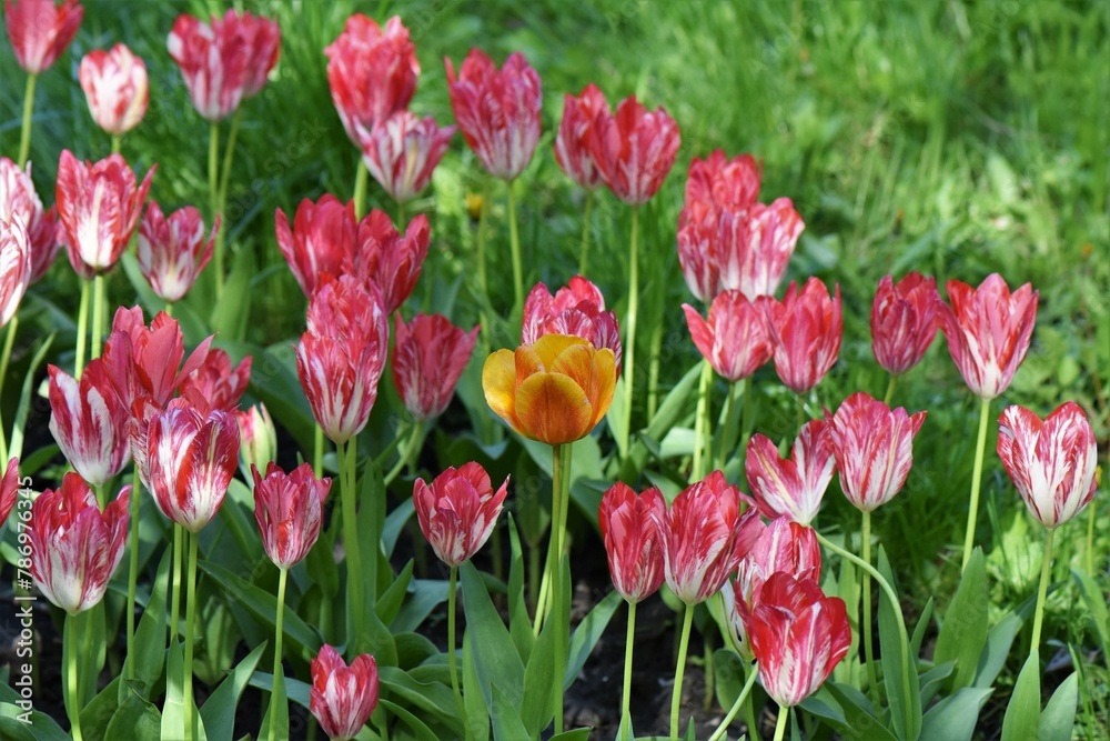 pink tulips in the garden pink tulips in the garden