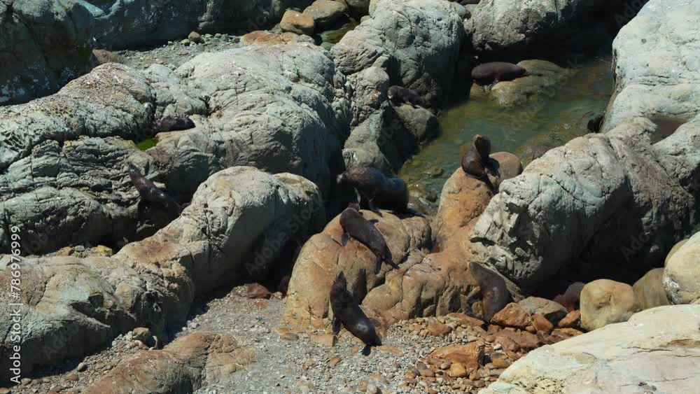 A colony of fur seals basking on the rocky coastline of Kaikoura New Zealand A colony of fur seals basking on the rocky coastline of Kaikoura New Zealand
