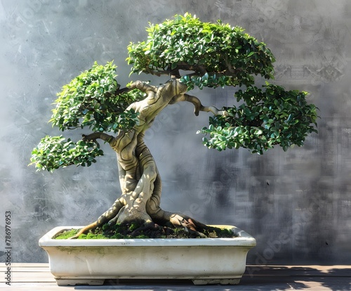 Bonsai tree in pot