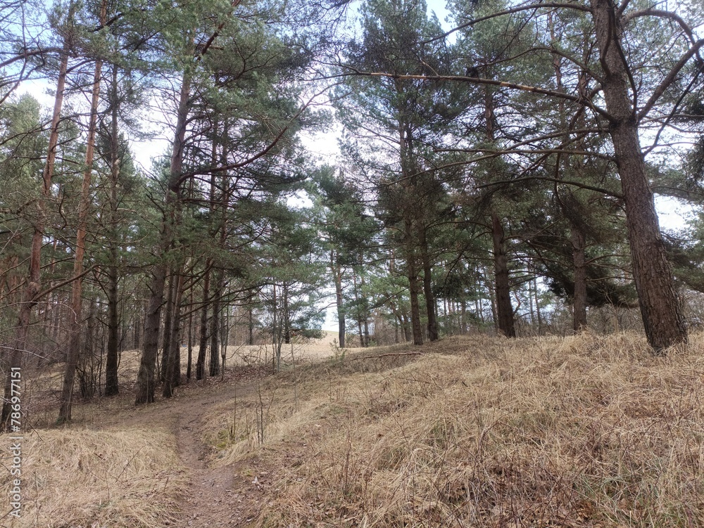 Salduve park during cloudy early spring day. Pine and birch tree woodland. Small trees and bushes are growing in forest. Cloudy day. Nature. Salduves parkas. Salduve park during cloudy early spring day. Pine and birch tree woodland. Small trees and bushes are growing in forest. Cloudy day. Nature. Salduves parkas.