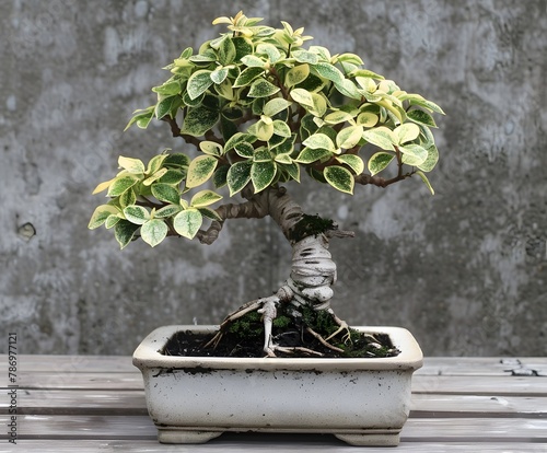 Bonsai tree in pot