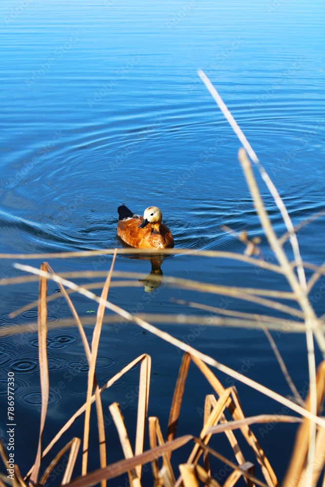 Ruddy shelduck swimming in the blue lake with water waves alone. Reed in the foreground