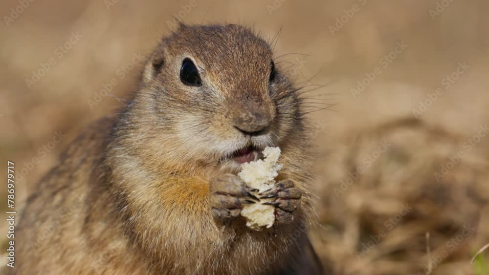 Funny fluffy gopher eat Eating bread, little ground squirrel or little suslik, Spermophilus pygmaeus is a species of rodent in the family Sciuridae. Syslik in wildlife. Slow motion video Funny fluffy gopher eat Eating bread, little ground squirrel or little suslik, Spermophilus pygmaeus is a species of rodent in the family Sciuridae. Syslik in wildlife. Slow motion video