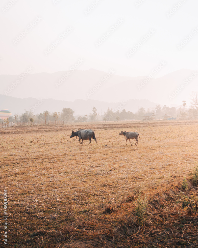 Buffalo walking across a field early in the morning